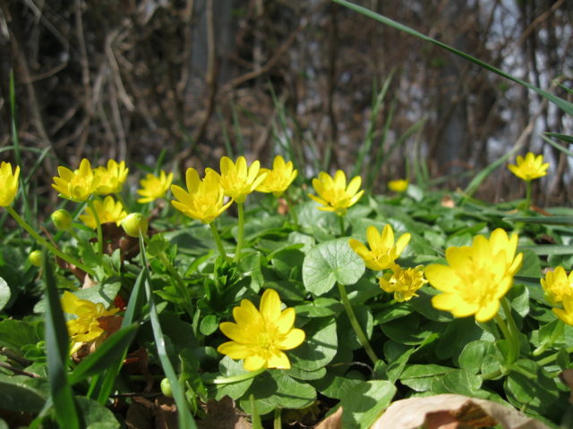 Cueillette au Grand Jardin d'Elizabeth