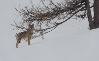 La vallée des loups, docu de JM Bertrand