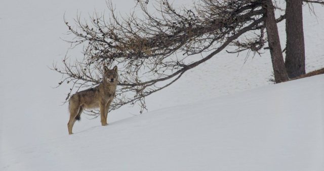 La vallée des loups, docu de JM Bertrand