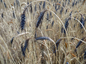 Essais blés paysans en Luberon