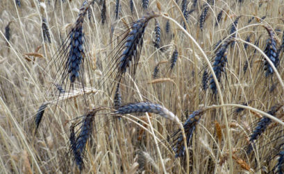 Essais blés paysans en Luberon