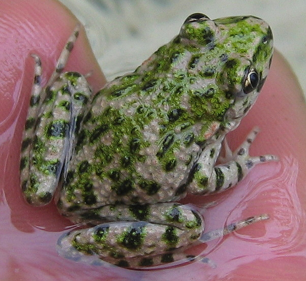 sortie amphibiens avec le CEN PACA