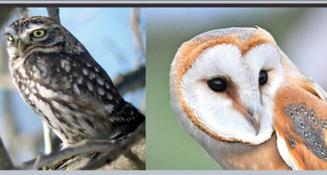 Rapaces nocturnes et LPO