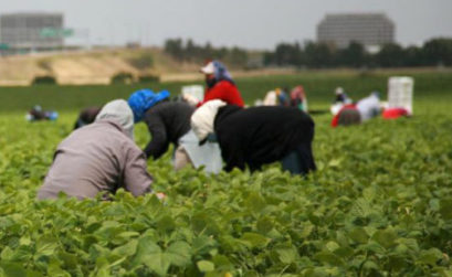 Migrations et agriculture en Méditerranée