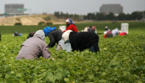 Migrations et agriculture en Méditerranée