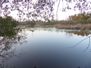 Amphibiens avec Perrine Laffargue