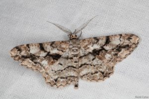 papillons de nuit à photographier avec le CEN PACA