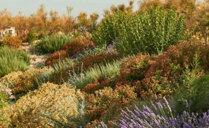 Fête des plantes méditerranéennes au MuCEM