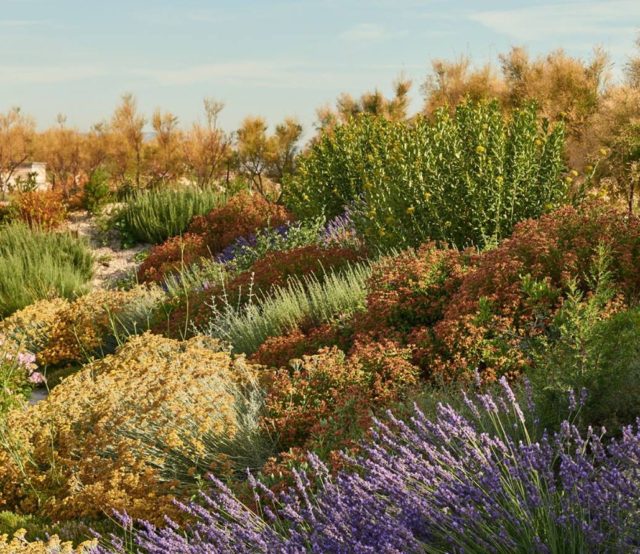 Fête des plantes méditerranéennes au MuCEM