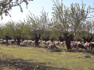 moutons_alpilles Bleu Tomate le mag