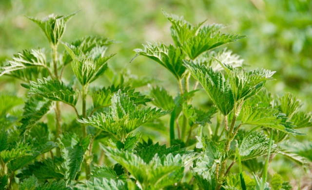 Lauris, plantes sauvages comestibles, les orties