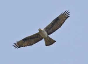 Bonelli's Eagle (Aquila fasciatus) Bleu Tomate