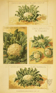 Choux fleur Bleu Tomate le mag