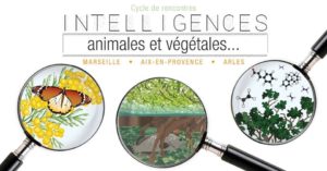 intelligences animales