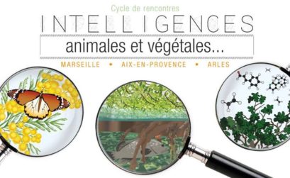 intelligences animales