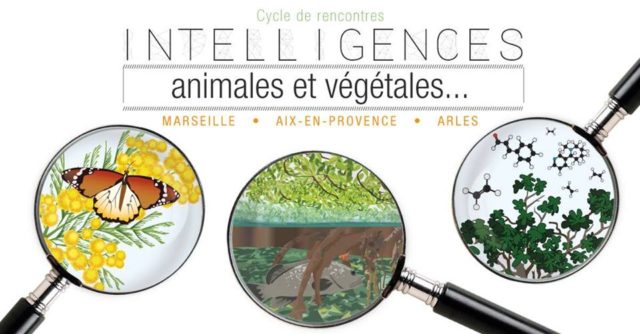 intelligences animales