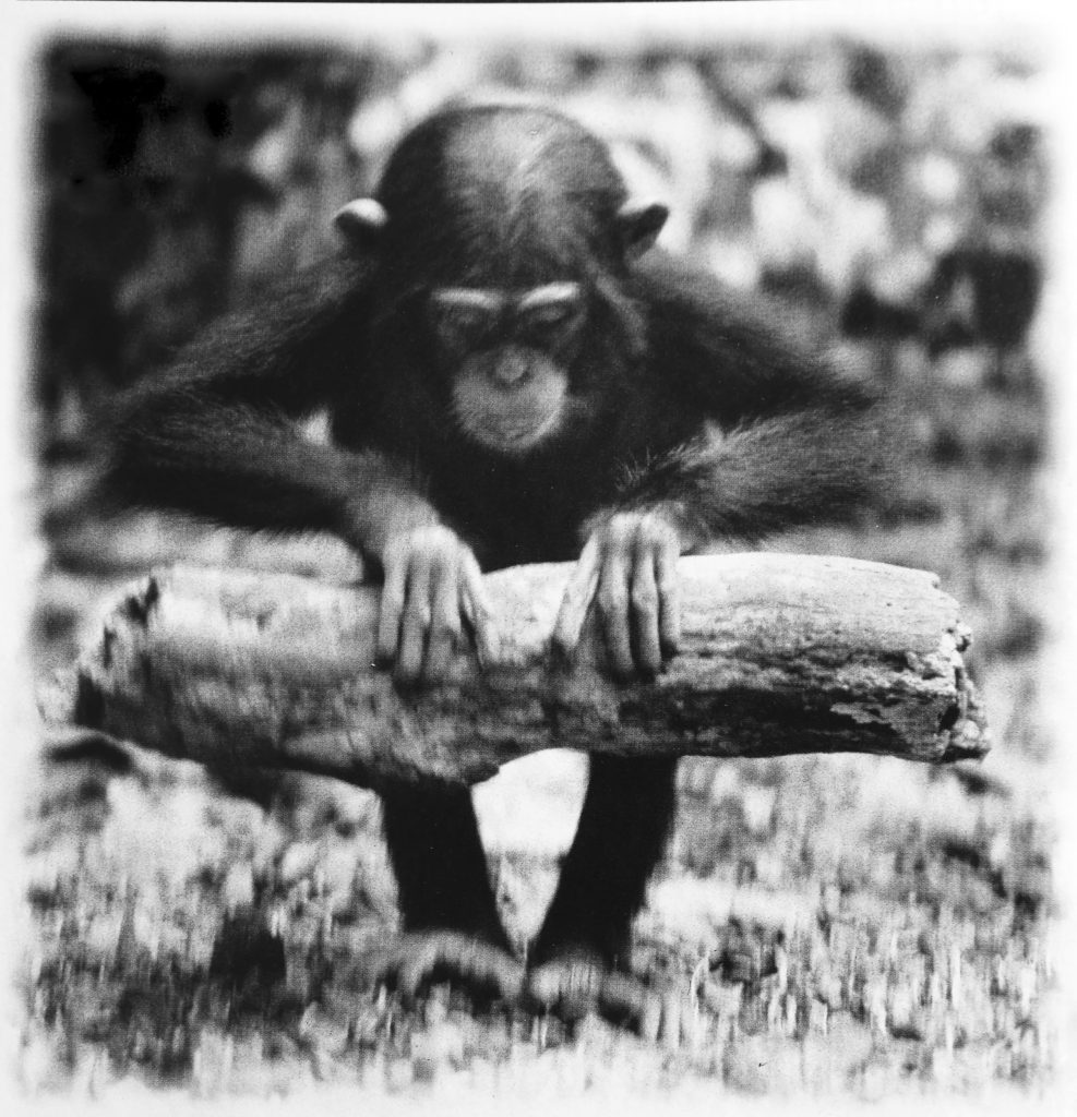 Intelligences animales et végétales : s'outiller ou s'entraider ? Bleu Tomate le mag