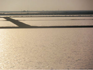 le riz de Camargue a une appellation