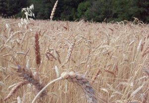 la Ferme de la Reyne et ses blés