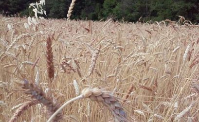 la Ferme de la Reyne et ses blés