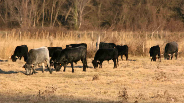 AOP et IGP de Crau et de Camargue