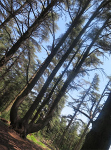 le cèdre-lyre, originalité de la forêt de cèdres de Bonnieux