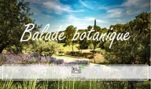 balade botanique au château Fontainebleau du Var