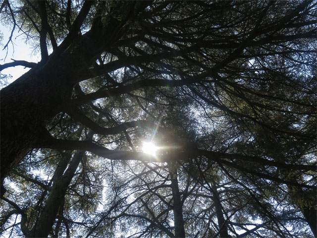 les chercheurs agissent pour limiter le changement climatique