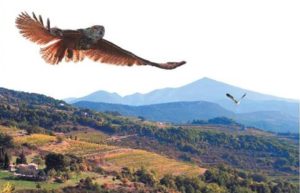Relâcher de rapaces à Coustellet