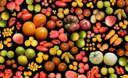 des tomates dans la tête