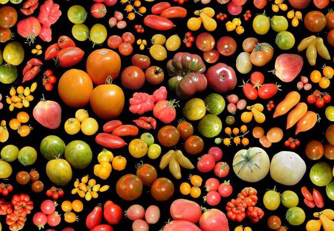 des tomates dans la tête