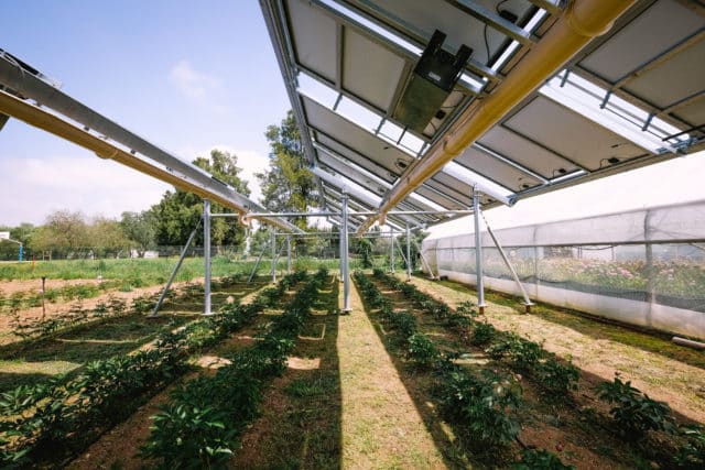 L’agrivoltaïsme, à remettre à l’ombre ? Bleu Tomate