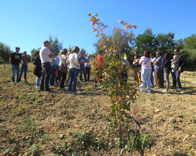 la pistache reviendra-t-elle en Provence ?