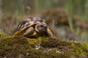 Aider les tortues d'Hermann