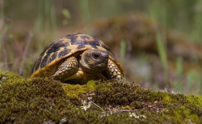 Aider les tortues d'Hermann