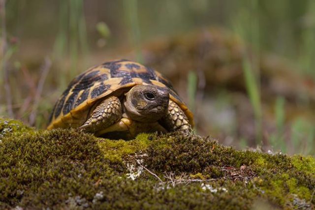 Aider les tortues d'Hermann