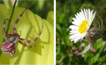 araignée et biodiversité