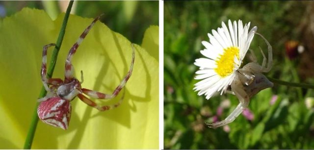 araignée et biodiversité