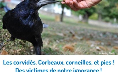 conférence sur les corvidés à Maubec