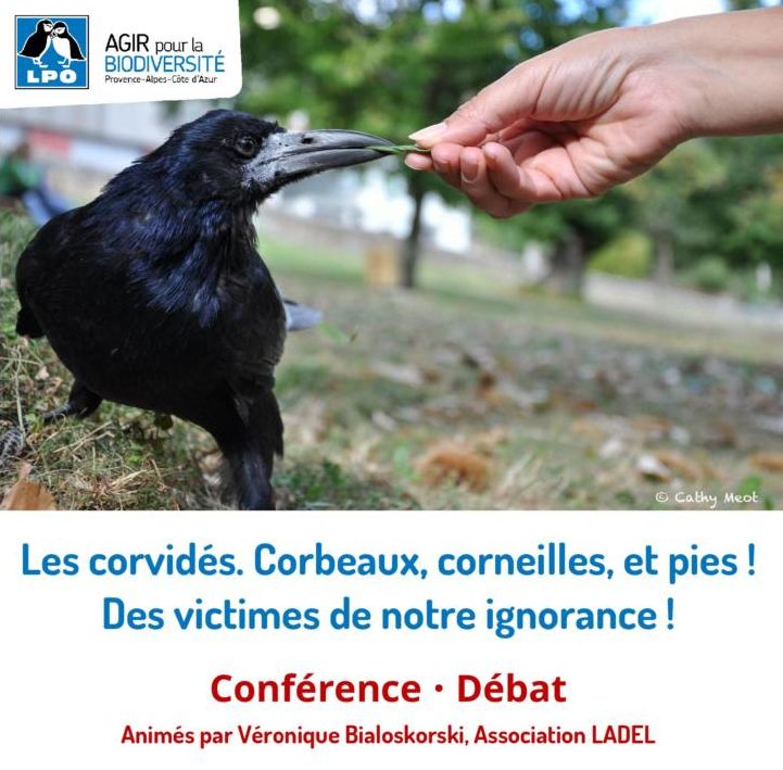 conférence sur les corvidés à Maubec