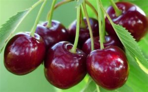 l'OIR Naturalité travaille sur les cerises