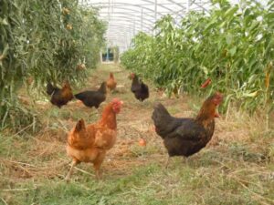 POULES DE LA DURETTE Bleu Tomate