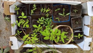 Troc Jardin