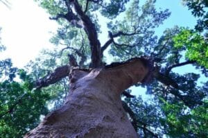 concours Quercus Bleu Tomate