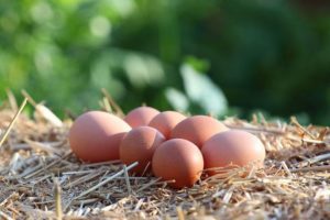 les oeufs de la Ribelly à Entraigues