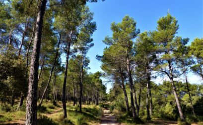 sortie forêt et apiculture