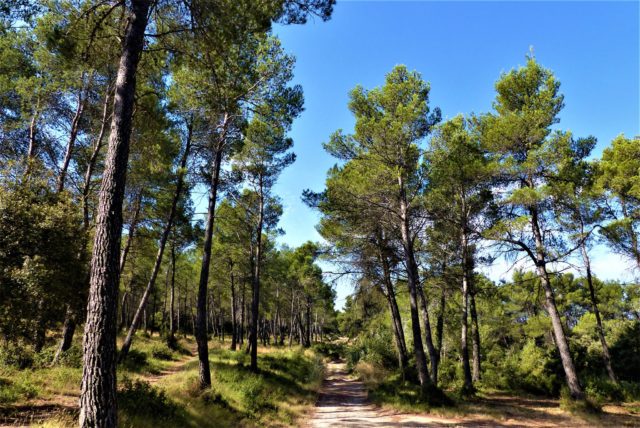 sortie forêt et apiculture