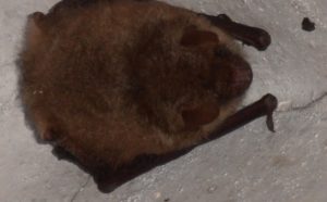 Luberon et chauve-souris