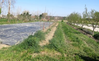 Ferme de la Durette en agroforesterie