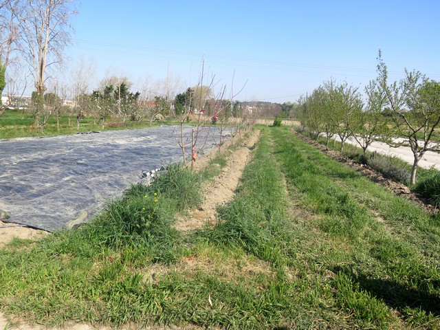 Ferme de la Durette en agroforesterie